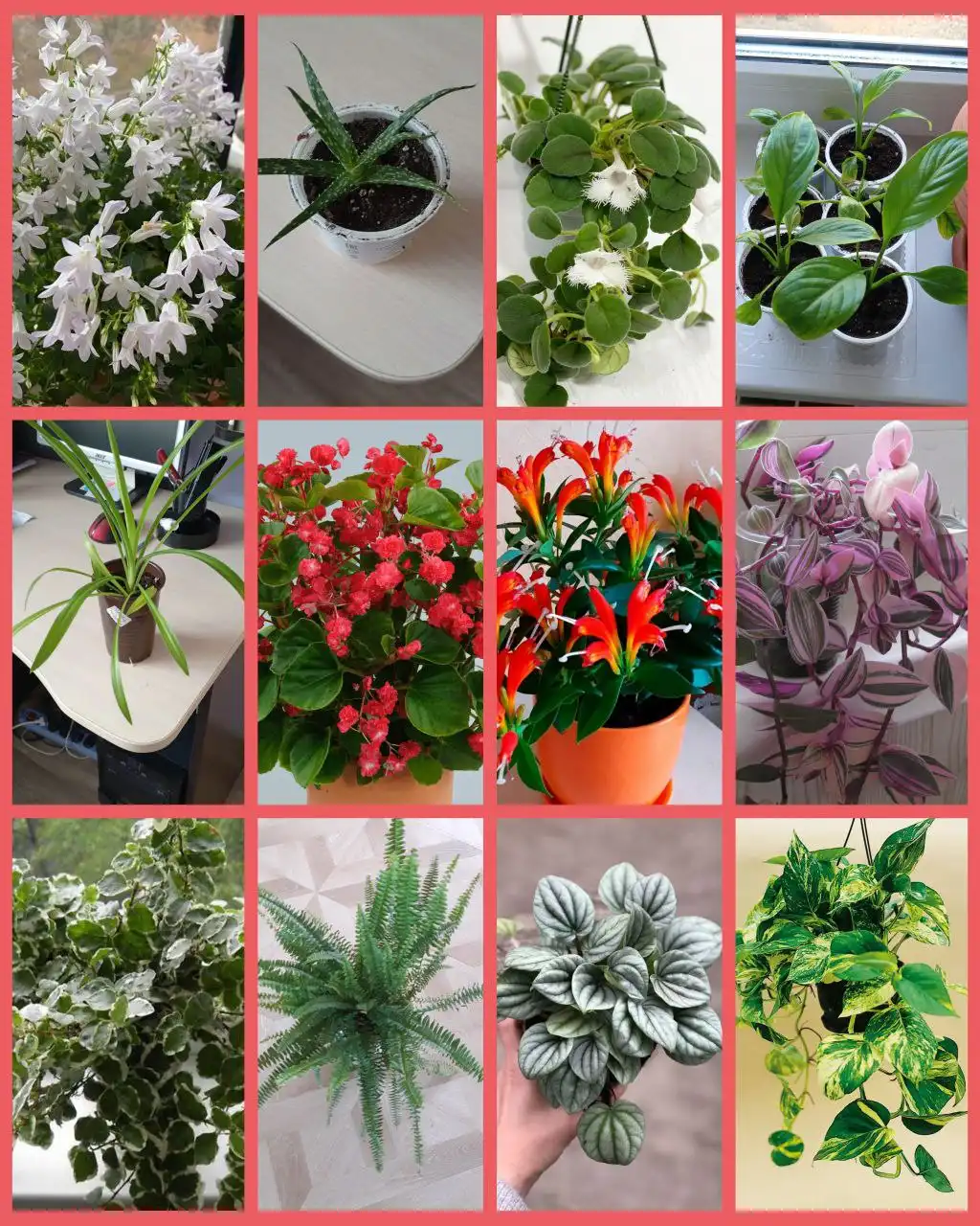 Продажа отростков комнатных растений