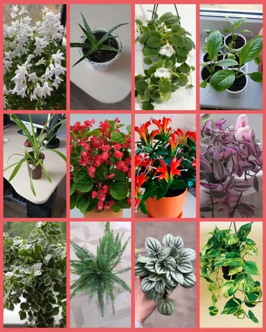 Продажа отростков комнатных растений - Хобби и отдых в Хомутово