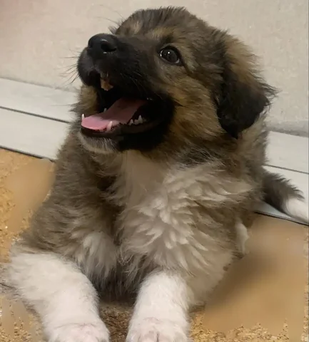 Продажа щенка шпица компаньона - Животные в Иркутская область