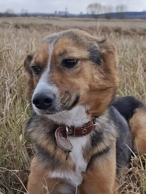 Продается собака Джолли 5 лет - частное объявление в Иркутск