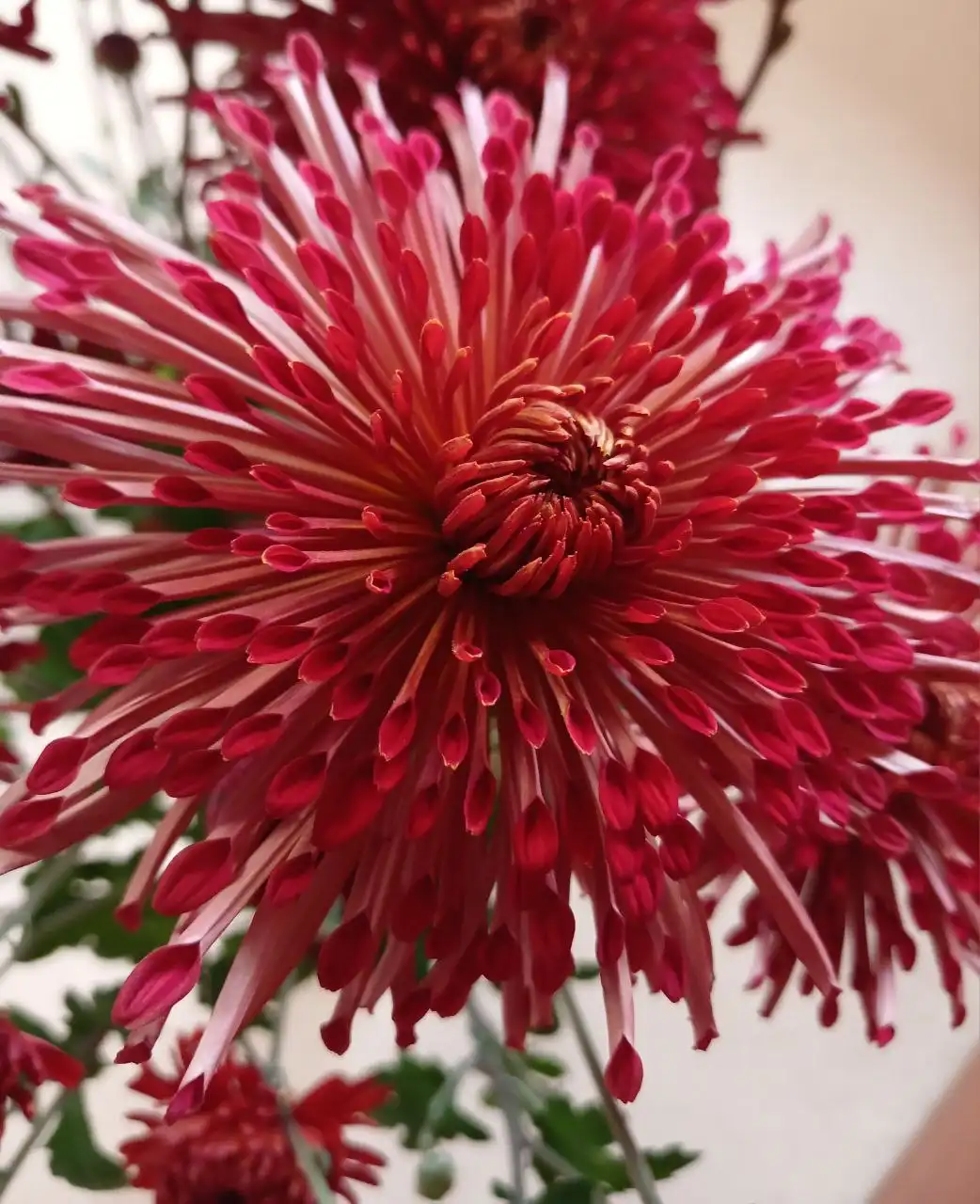 Укоренённые черенки корейской хризантемы Тёмные реснички