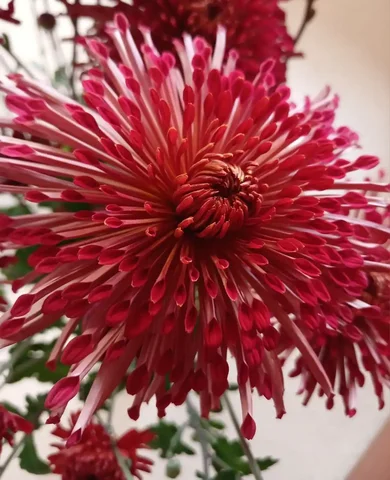 Укоренённые черенки корейской хризантемы Тёмные реснички - частное объявление в Иркутск