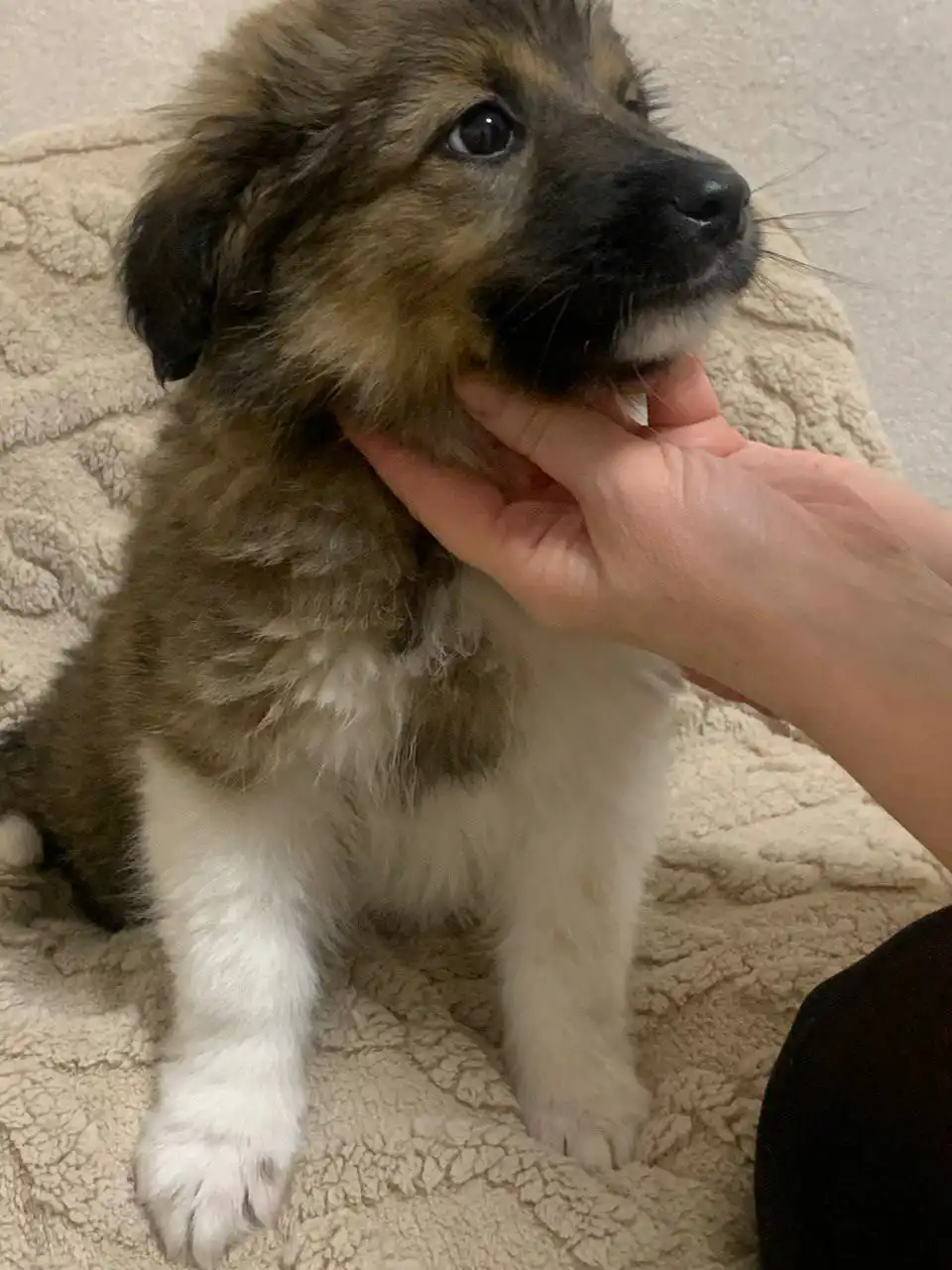 Продам щенка-компаньона