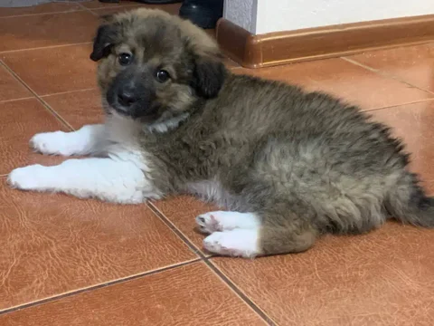 Продажа щенка длинношерстной породы Тоси - Животные в Иркутск