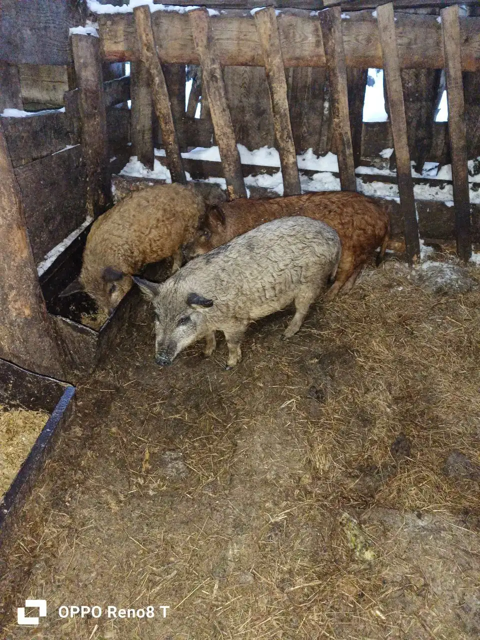 Продажа поросят Венгерские Мангалицы