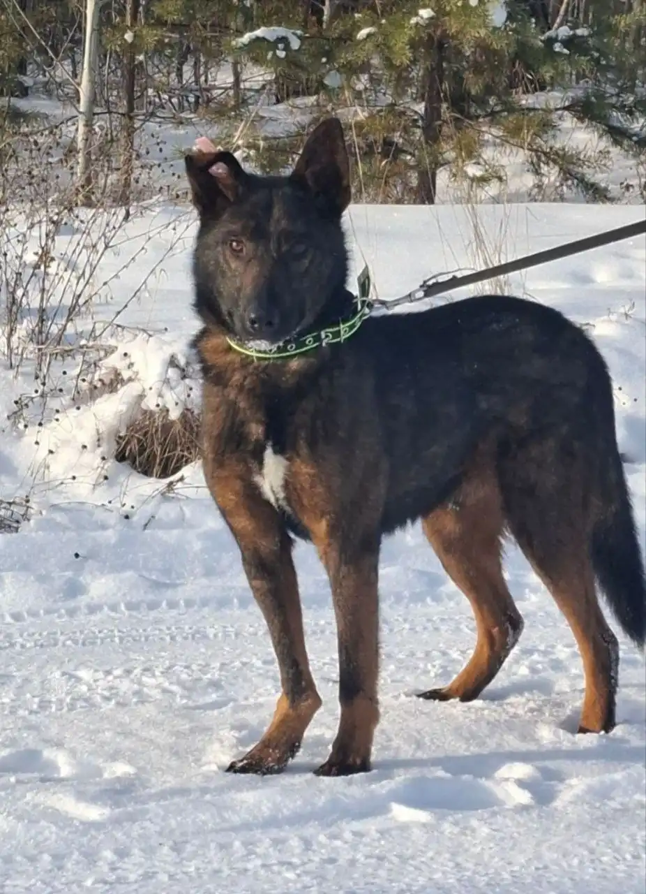 Продается собака Мирон