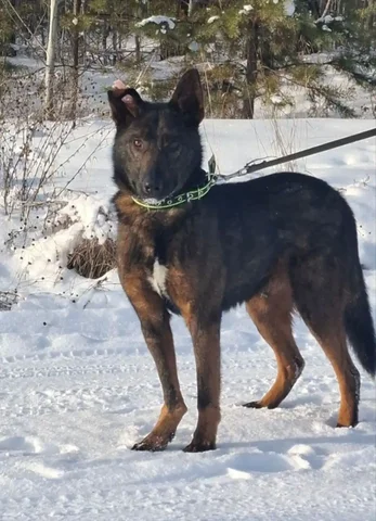 Продается собака Мирон - Животные в Иркутская область