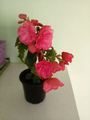 Продам цветущую бегонию - Хобби и отдых в Грановщина
