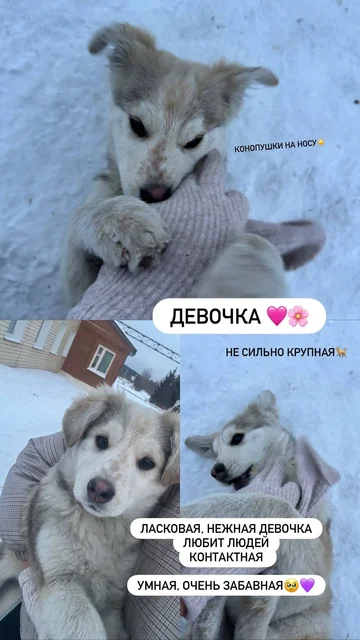 Щенки ищут семью - Животные в Иркутская область