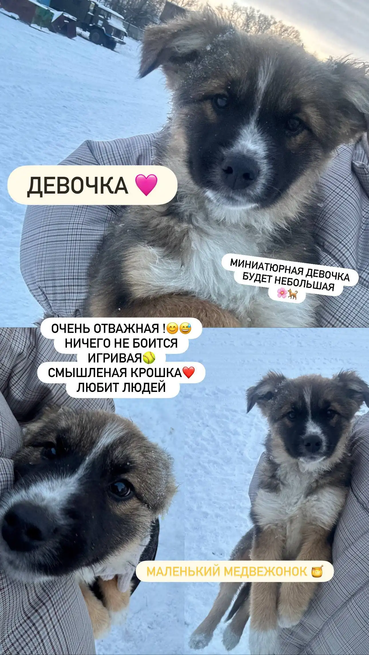 Щенки ищут семью