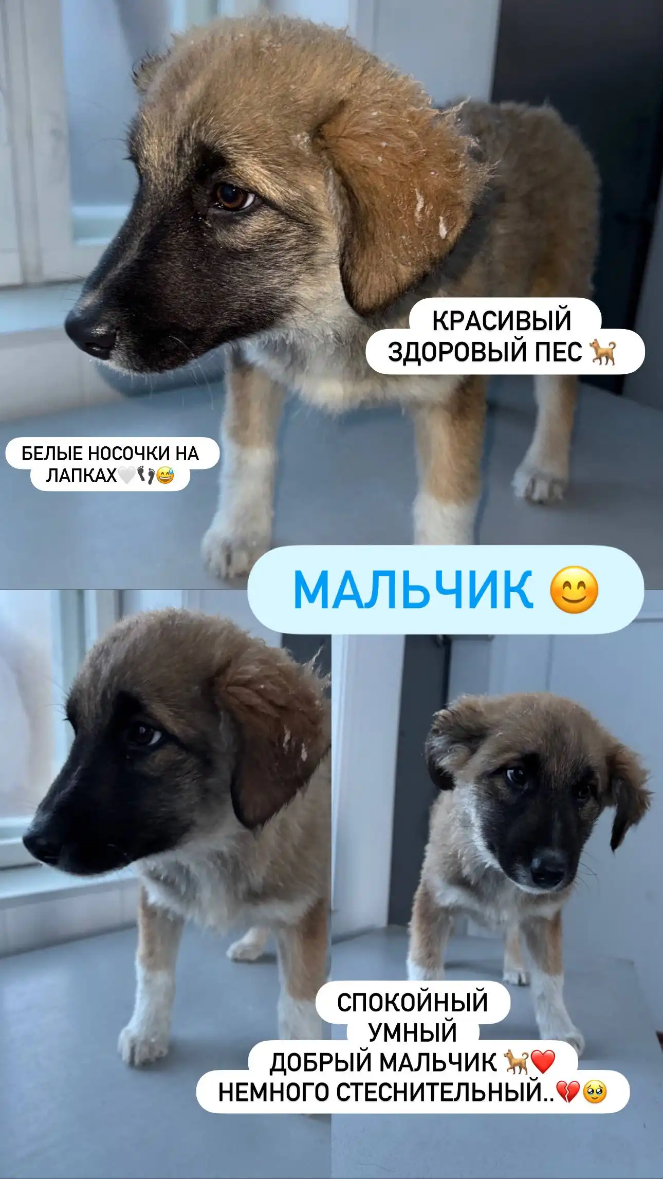 Щенки ищут семью