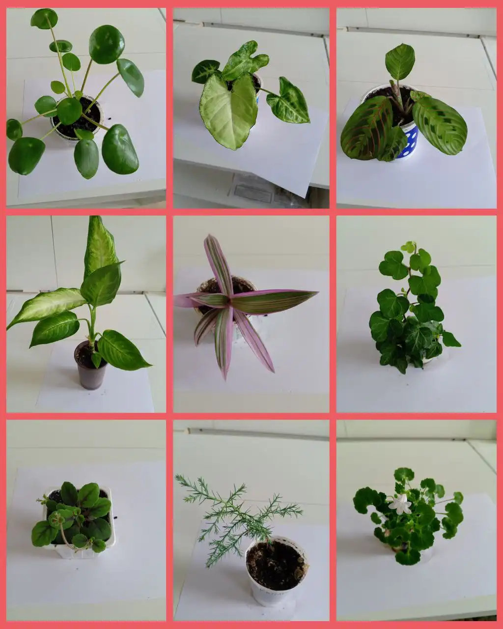 Продам отростки комнатных растений - Растения (Хобби и отдых) в Грановщина