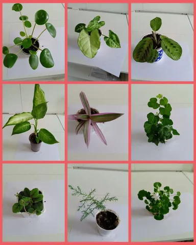 Продам отростки комнатных растений - частное объявление в Грановщина