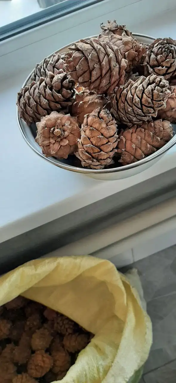 Продажа кедрового ореха в шишках - Продукты питания (Барахолка) в Иркутская область