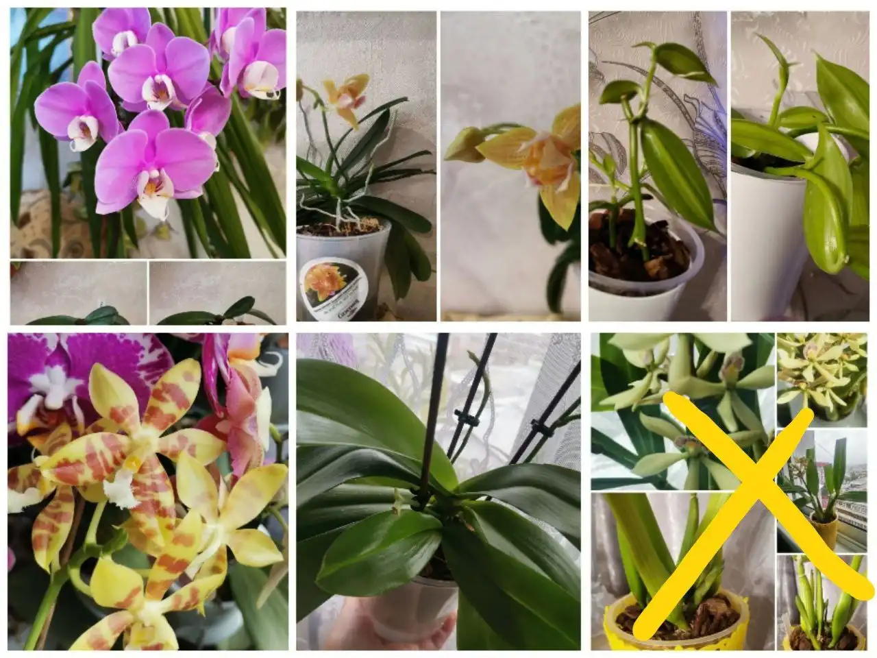 Продам орхидеи в Ново-Ленино - Растения (Хобби и отдых) в Ново-Ленино