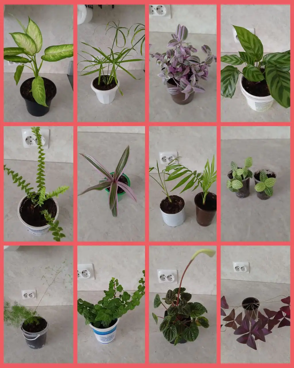 Продажа укоренённых отростков комнатных растений - Растения (Хобби и отдых) в Грановщина