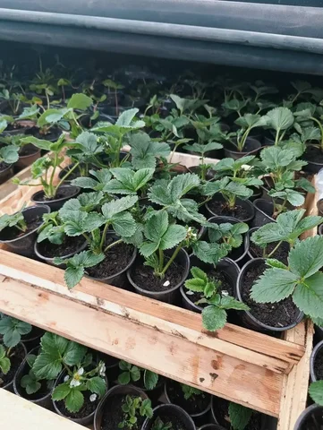 Календарь доставок саженцев сортовой байкальской клубники сезона 2026 - Для дома и дачи в Неизвестно