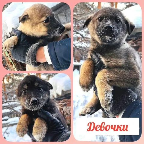Ищут дом три маленькие девочки-щенка 3 месяца в Иркутске - частное объявление в Иркутск