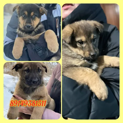 Щенки овчарки в дар - частное объявление в Иркутск