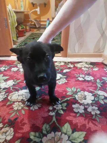 Срочный поиск передержки для щенка в Иркутске - Аксессуары для животных в Иркутск