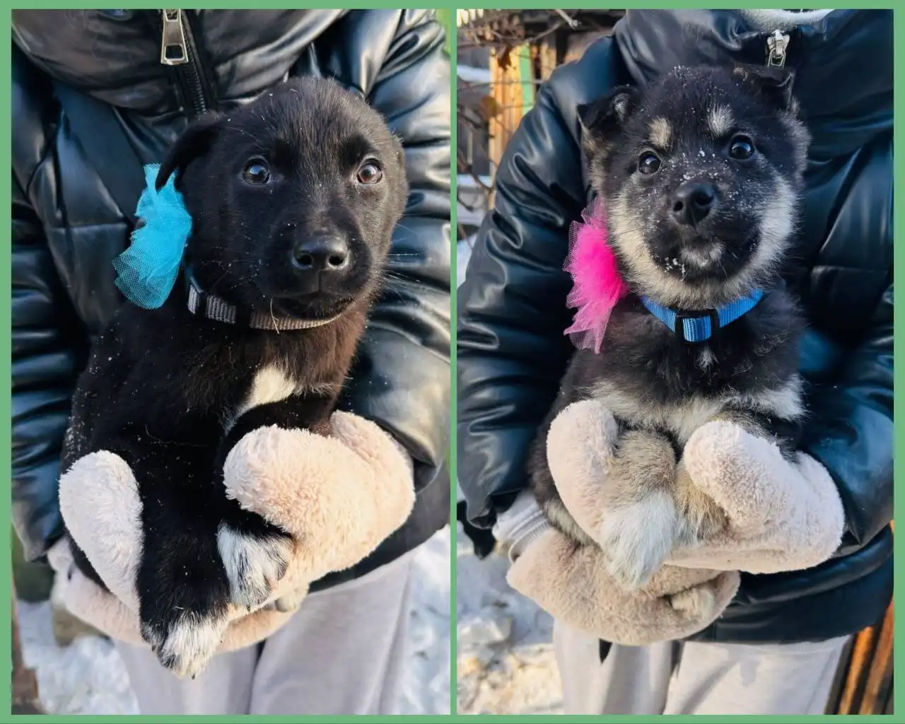 Малыши ищут дом - Животные в Иркутск