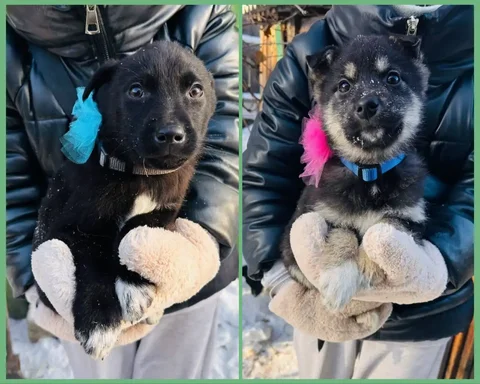 Малыши ищут дом - Аксессуары для животных в Иркутск