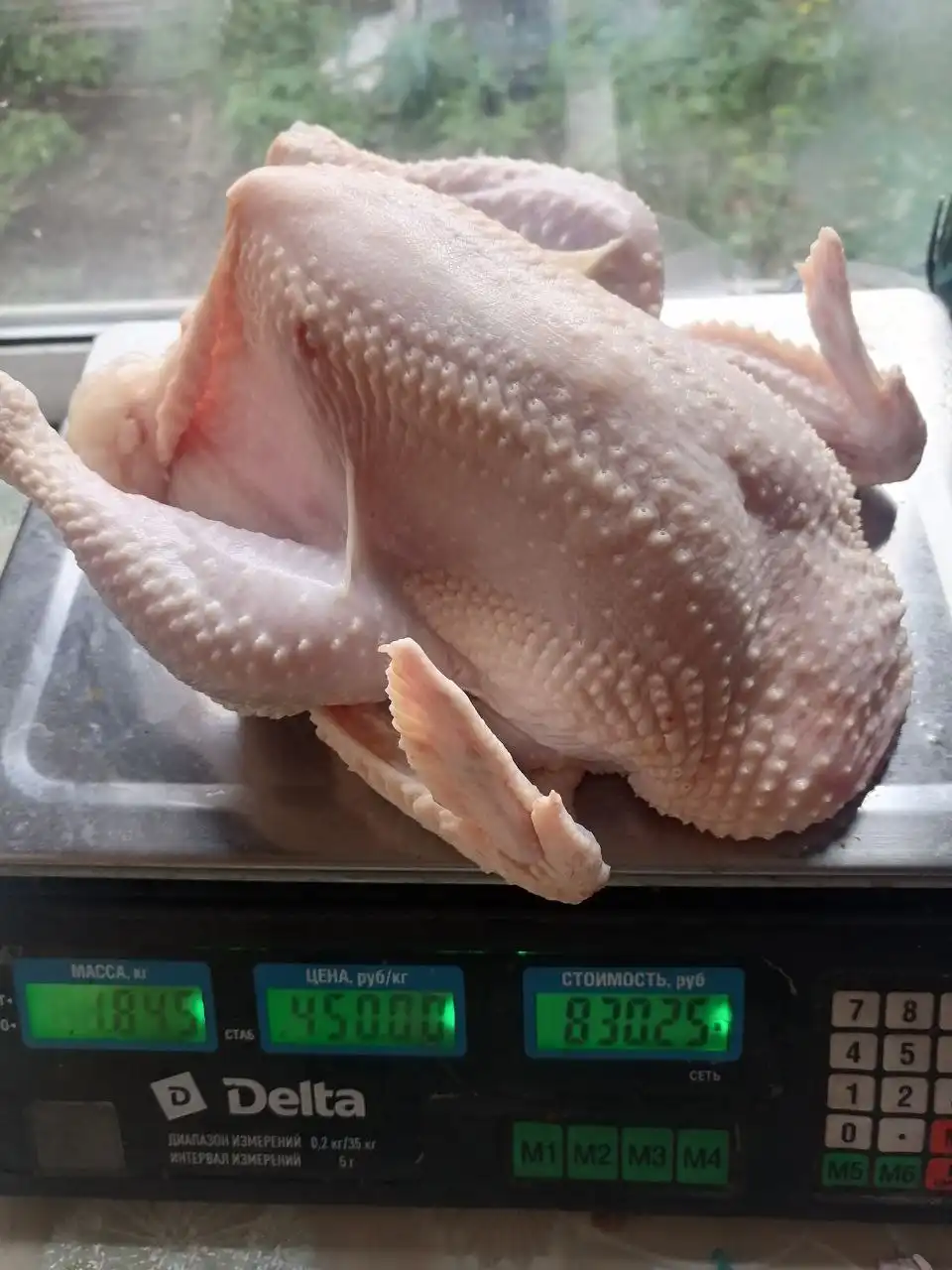 Продажа домашней курочки и корнишонов в Ангарске - Птица (Животные) в Ангарск