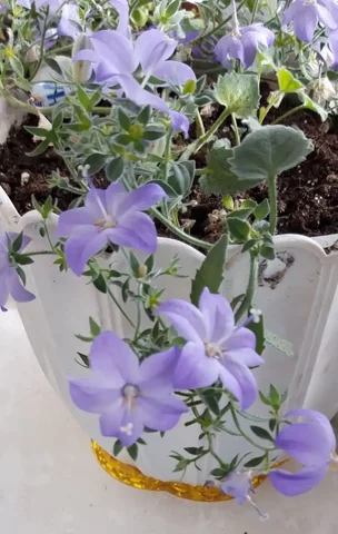 Продам укорененные отростки жениха - Хобби и отдых в Грановщина