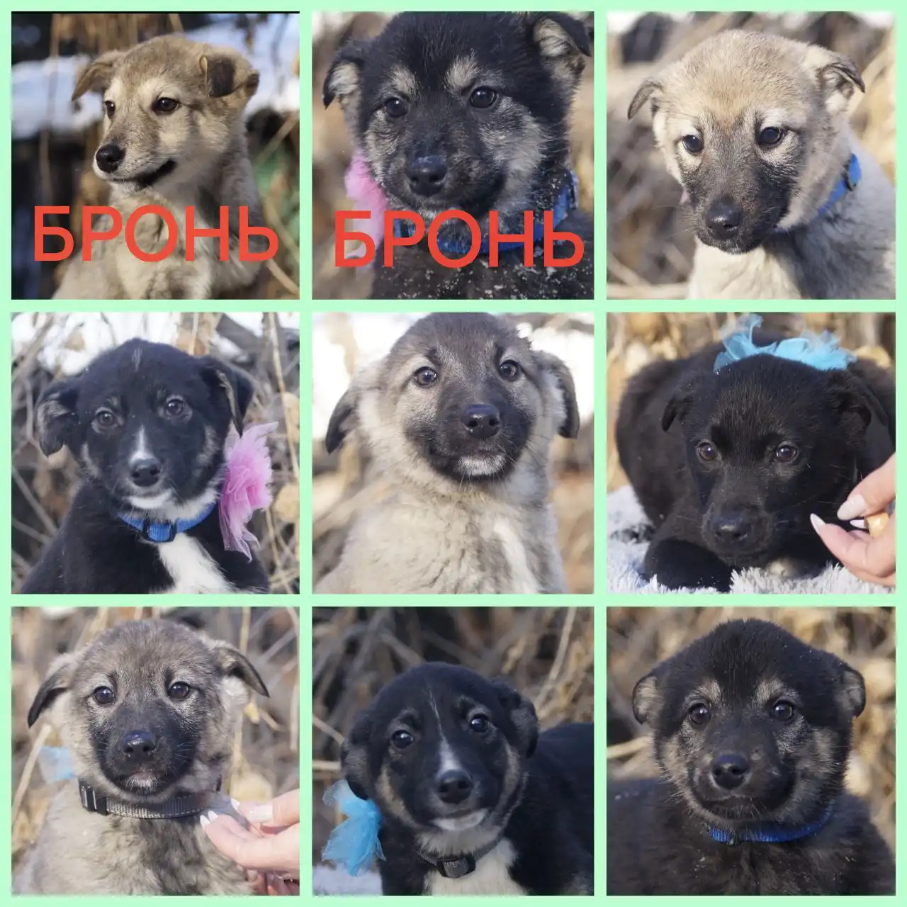Девять щенков ищут дом в Иркутске - Собаки (Животные) в Иркутск