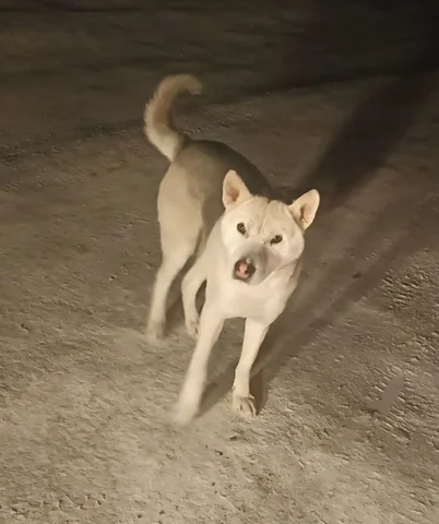 Потерянная собака в Иркутске - Животные в Иркутск