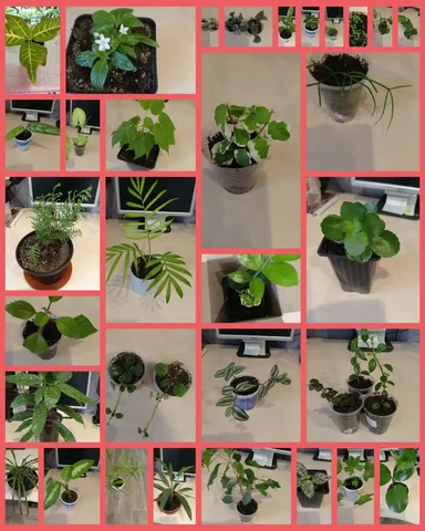 Продажа укоренённых отростков домашних растений - Посуда и кухонные принадлежности в Иркутск