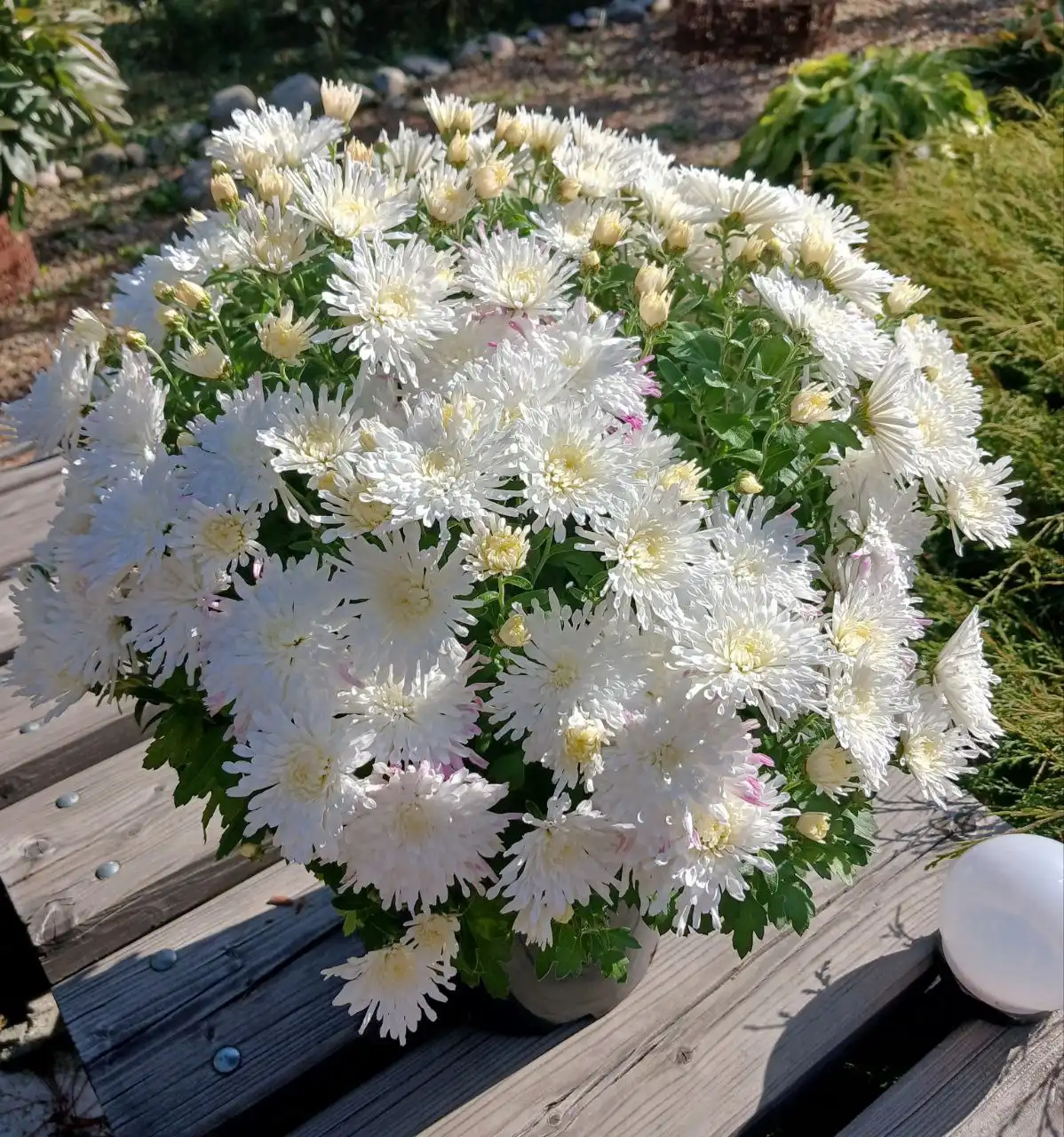 Продажа укоренённых черенков хризантемы мультифлора Трики вайт - Растения (Хобби и отдых) в Ново-Ленино