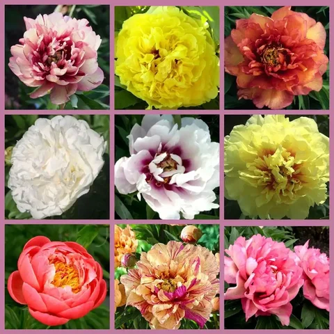 ИТО гибридные пионы на весну - Цветы в Хомутово