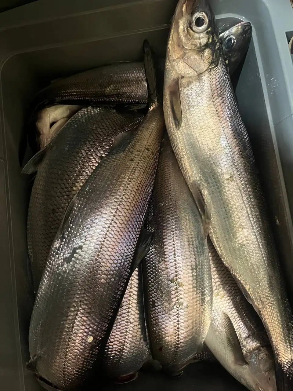 Продажа свежего омуля - Барахолка в Иркутская область