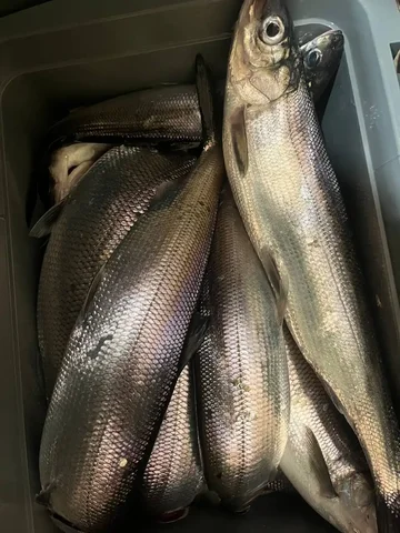 Продажа свежего омуля - Барахолка в Иркутская область