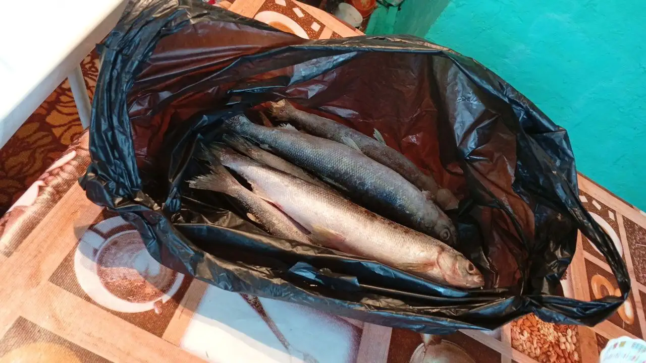 Продажа омуля - Барахолка в Неизвестно