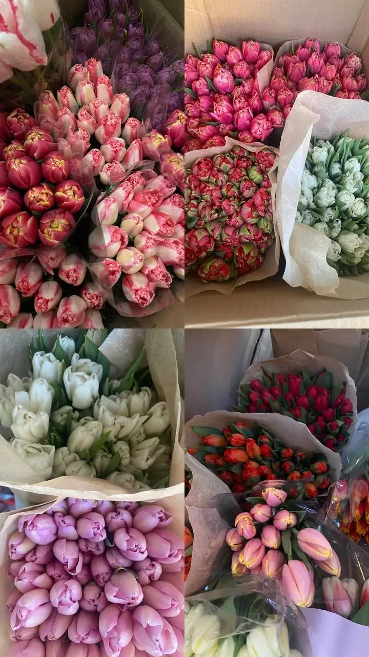 Предзаказ тюльпанов и мимозы к 8 марта - Цветы (Барахолка) в Иркутск