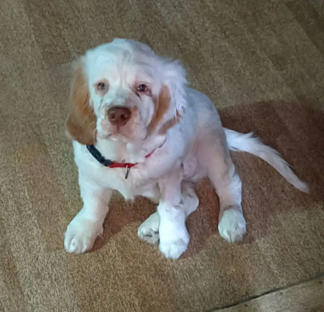 Щенки редкой породы Кламбер спаниель в Чите - Собаки (Животные) в Чита