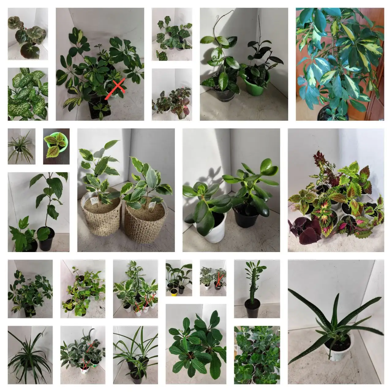 Домашние цветы в Хомутово-Западный - Растения (Хобби и отдых) в Хомутово-Западный