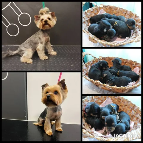 Щенки йоркширского терьера мини беби фейс - Собаки в Иркутск
