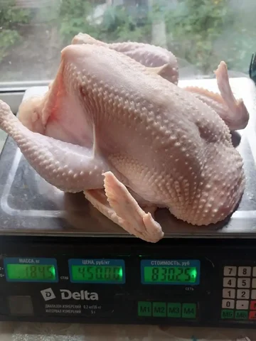 Продажа домашней курочки в Иркутске - частное объявление в Иркутск