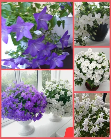 Продам отростки кампанулы - Билеты в Грановщина