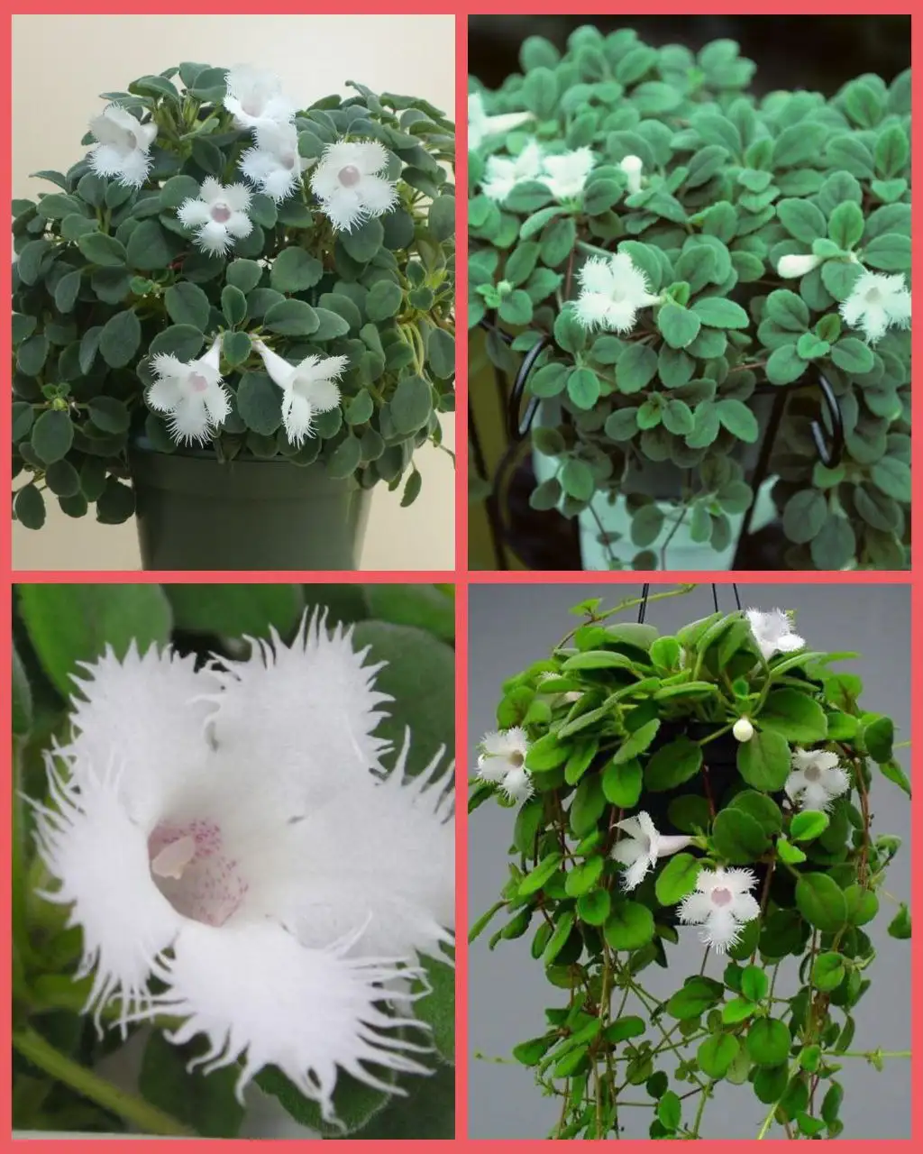 Продам альсобию и другие домашние цветы - Растения (Для дома и дачи) в Грановщина