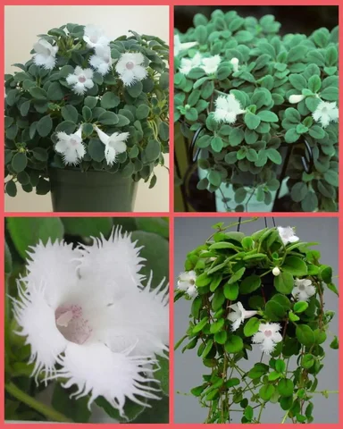 Продам альсобию и другие домашние цветы - Для дома и дачи в Грановщина