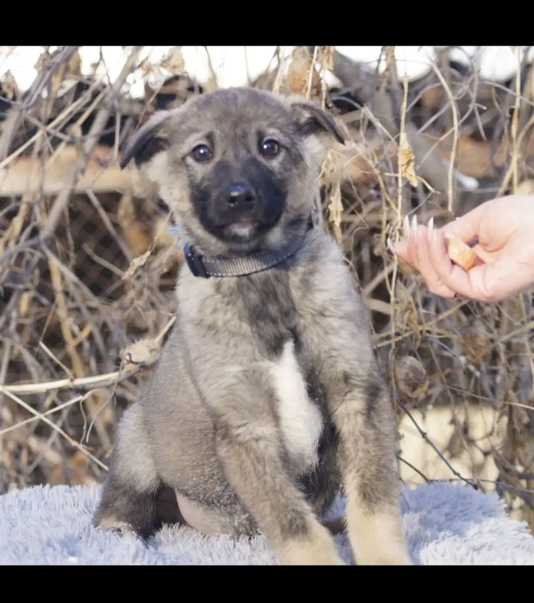 Славный мальчишка в поисках дома - Собаки (Животные) в Иркутск