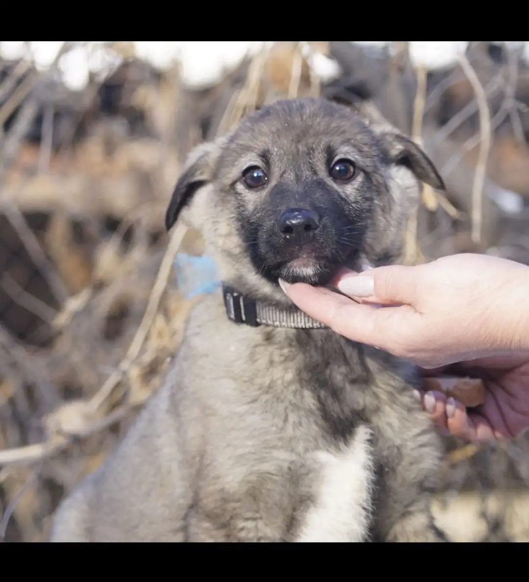 Славный мальчишка в поисках дома - Собаки (Животные) в Иркутск