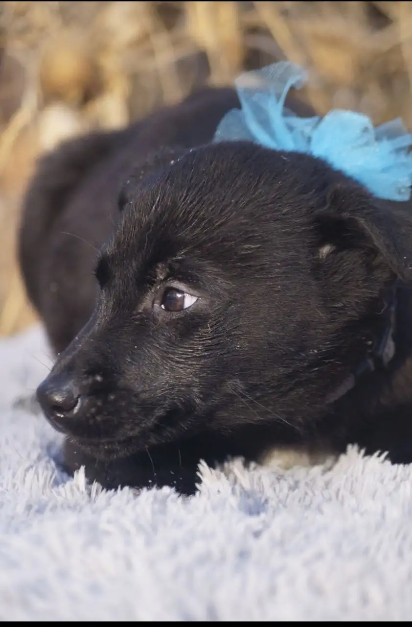 Продажа щенка черного окраса - Собаки (Животные) в Иркутск
