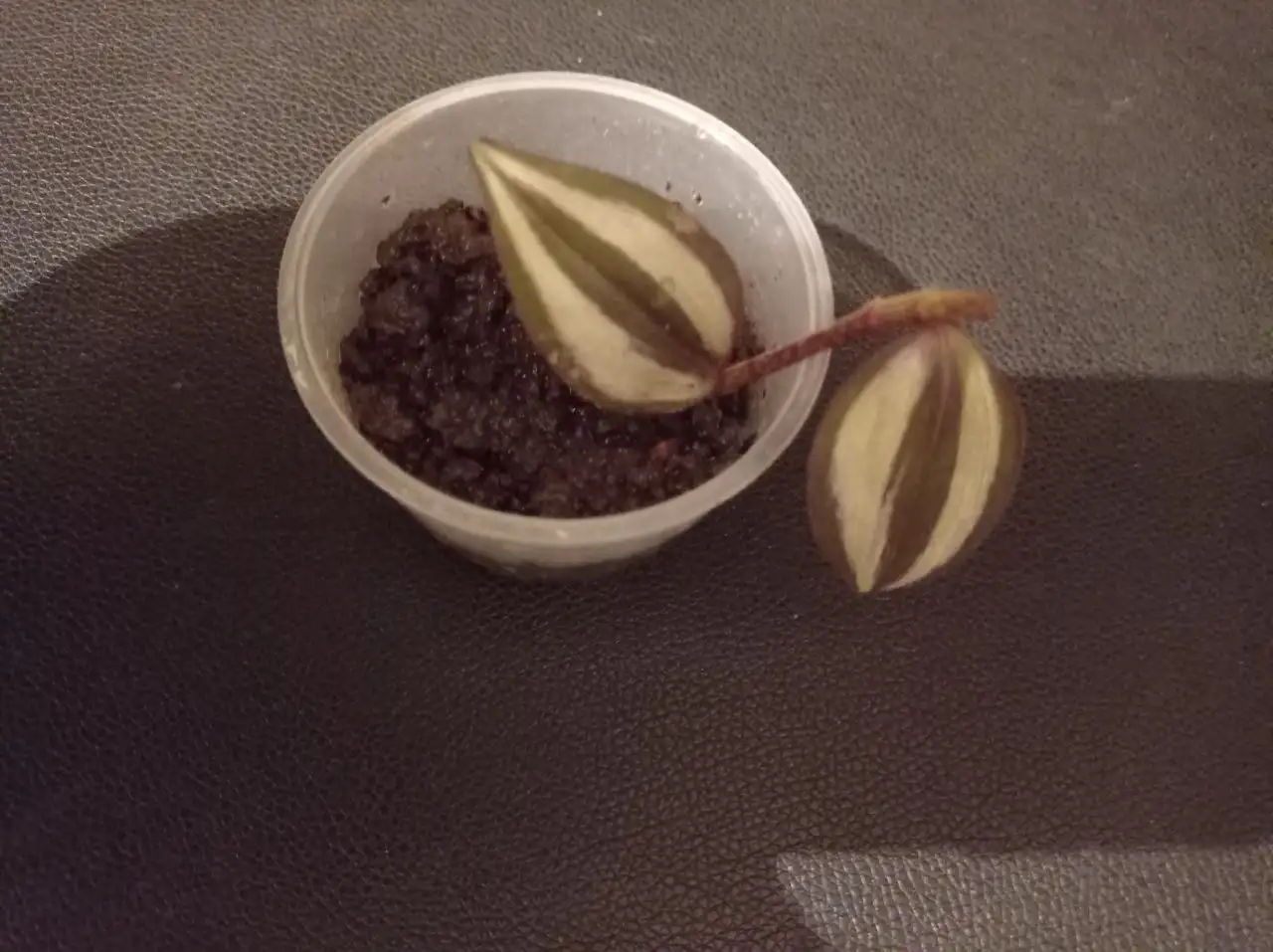 Продам традесканцию Зебрина - Комнатные растения (Хобби и отдых) в Иркутск