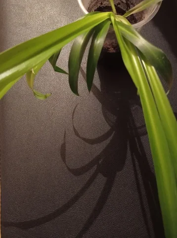 Продажа хлорофитума - частное объявление в Иркутск