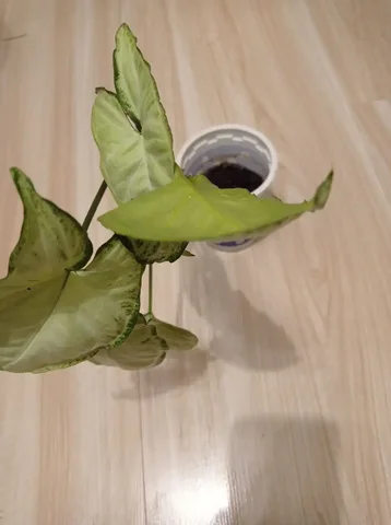 Продажа сингониума Бабочка - частное объявление в Иркутск